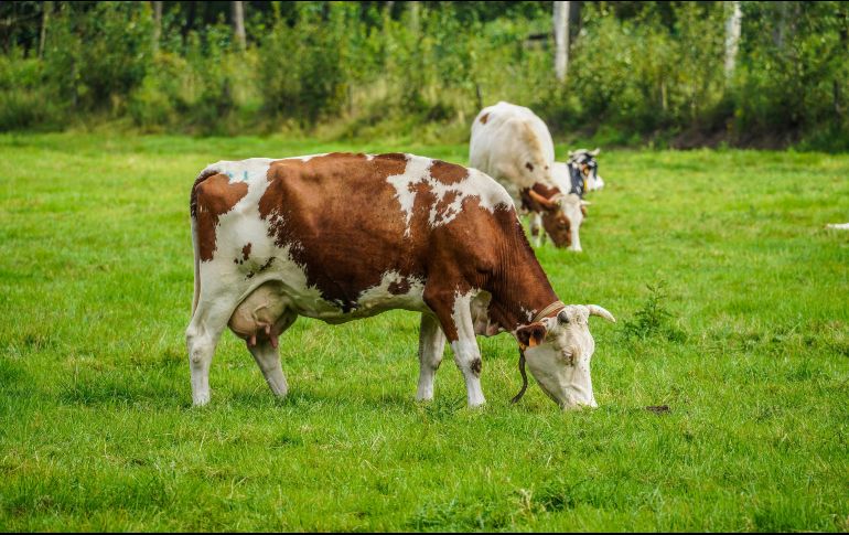 Aunque Jalisco no exporta ganado si es el segundo productor más importante del país. Unsplash