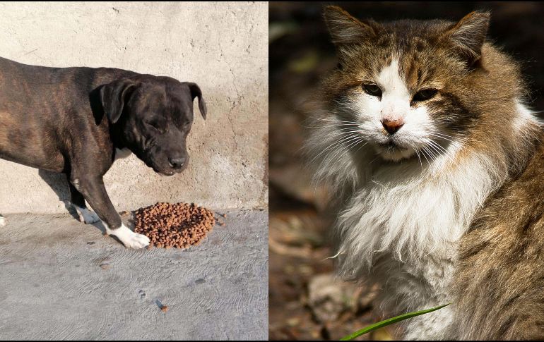 Entre enero y junio de 2025, la Fiscalía de Investigación en Delitos Ambientales y en Materia de Protección Urbana (FIDAMPU) inició 286 investigaciones por maltrato y crueldad animal y, mediante cateos, ha rescatado 189 animales. SUN / NTX / ARCHIVO