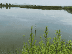 El lago de Texcoco, parte esencial de la cuenca del Valle de México, alberga más de 600 especies de flora y fauna. ESPECIAL