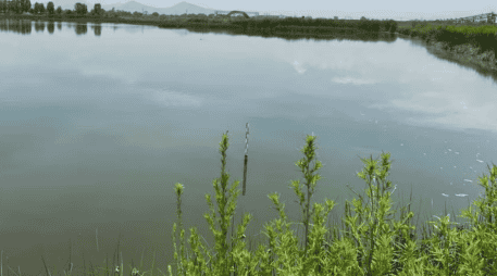 El lago de Texcoco, parte esencial de la cuenca del Valle de México, alberga más de 600 especies de flora y fauna. ESPECIAL