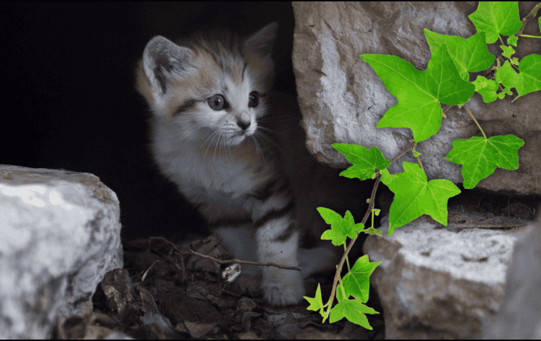 Hay muchas especies de flores que son tóxicas y venenosas para los gatos y que deberías evitar tener al alcance de tu michi. AP / ARCHIVO
