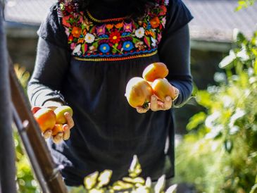 En Morelos hay alrededor de 2 mil productores de jitomate quienes siembran entre 580 y 600 hectáreas. INF/ARCHIVO.