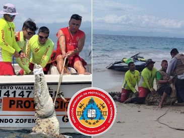 Elementos Guardavidas de Puerto Vallarta lograron la captura de un cocodrilo de más de tres metros de longitud. ESPECIAL / FACEBOOK Protección Civil y Bomberos Puerto Vallarta