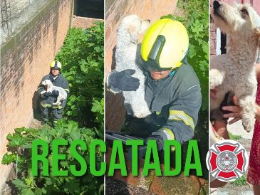 La mascota habría sido entregada sana y salva y recibida con gran emoción. ESPECIAL / FACEBOOK Protección Civil y Bomberos GDL
