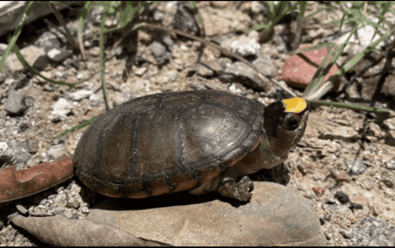 En enero, fue reportado el robo de al menos 55 ejemplares de esta especie en peligro de extinción, sustraídos del Centro Universitario de la Costa de la Universidad de Guadalajara. CORTESÍA