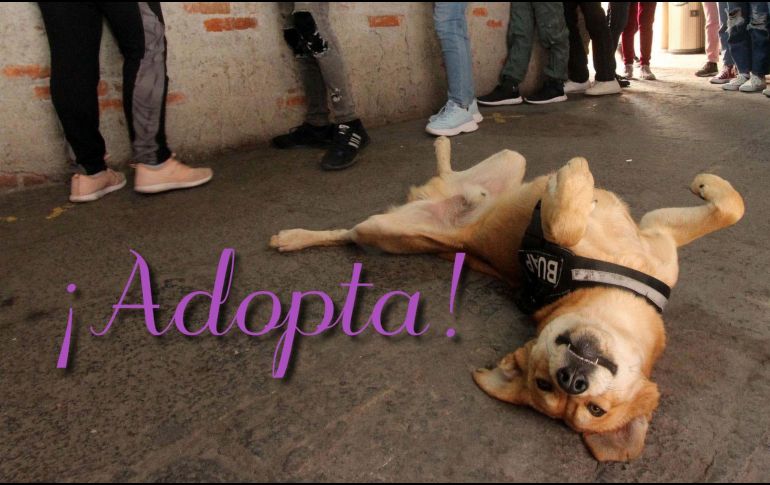 Estos son los lugares que recomienda Google para adoptar perros. SUN / ARCHIVO