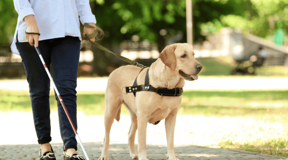Fuera del horario de trabajo, muchos perros guía pueden comportarse como cualquier otro perro doméstico: juegan, descansan, reciben caricias y forman parte de la vida familiar. CANVA