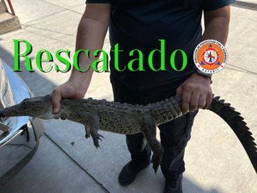Un sujeto estaba vendiendo este especimen de cocodrilo en la Playa Rincón de Guayabitos de Nayarit. ESPECIAL / FACEBOOK Protección Ciudadana y Bomberos de Nayarit