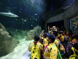 Estas vacaciones de verano, el Acuario Michin espera a chicos y grandes para pasar un momento espectacular. ESPECIAL