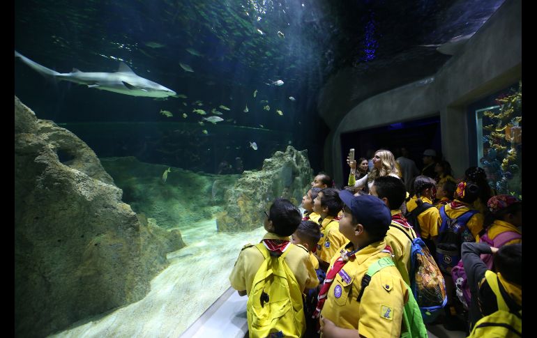 Estas vacaciones de verano, el Acuario Michin espera a chicos y grandes para pasar un momento espectacular. ESPECIAL
