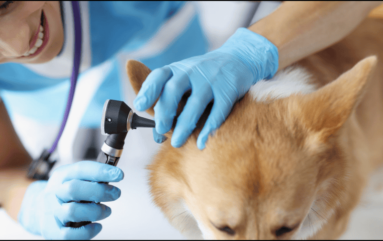 Una detección temprana y un manejo veterinario oportuno son fundamentales para garantizar la salud auditiva y general del perro. CANVA