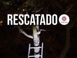 El gato fue regresado sano y salvo a los brazos de sus dueños. ESPECIAL / FACEBOOK Protección Civil y Bomberos GDL