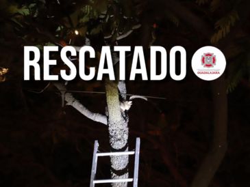 El gato fue regresado sano y salvo a los brazos de sus dueños. ESPECIAL / FACEBOOK Protección Civil y Bomberos GDL