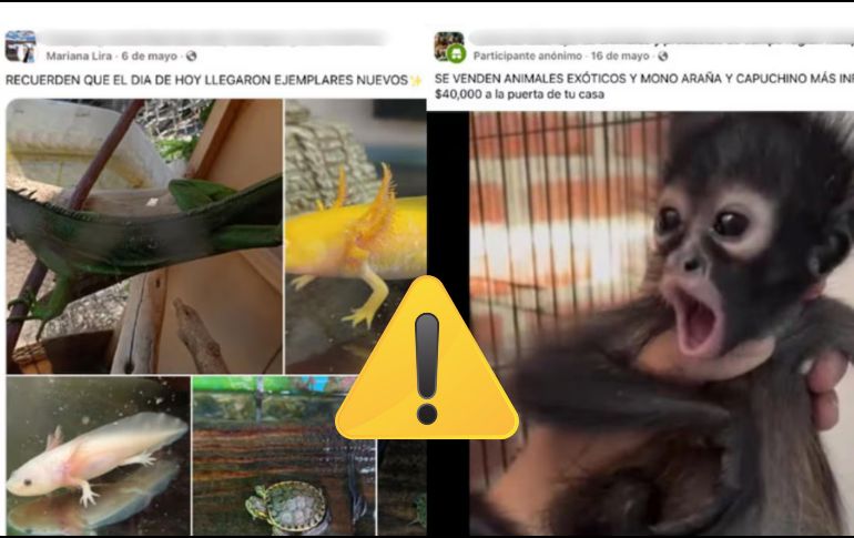 La Profepa elaboró una guía para detectar y reportar la venta ilegal de vida silvestre en redes sociales y plataformas de comercio en línea. ESPECIAL / PROFEPA