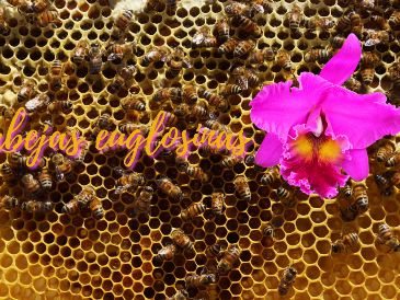 Ecuador es uno de los 20 países más biodiversos del mundo. SUN / ARCHIVO