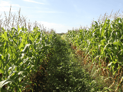 La mayoría de los productores enfrentan graves problemas para comercializar el maíz y la mayor parte son de autoconsumo, por lo que pidieron que se apoye al campo chiapaneco que ha estado abandonado. EFE / J. M. Blanco