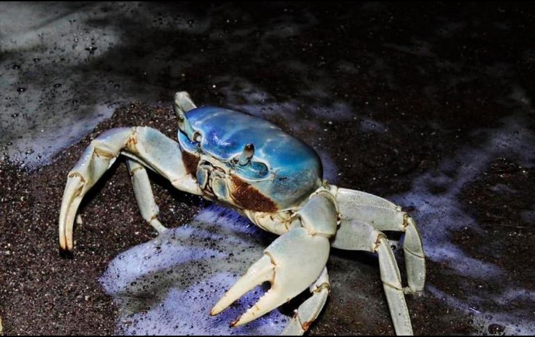 La población local de este crustáceo está al borde de desaparecer por la urbanización descontrolada, su consumo en época de veda y el cambio climático. ESPECIAL / GOBIERNO DE VERACRUZ