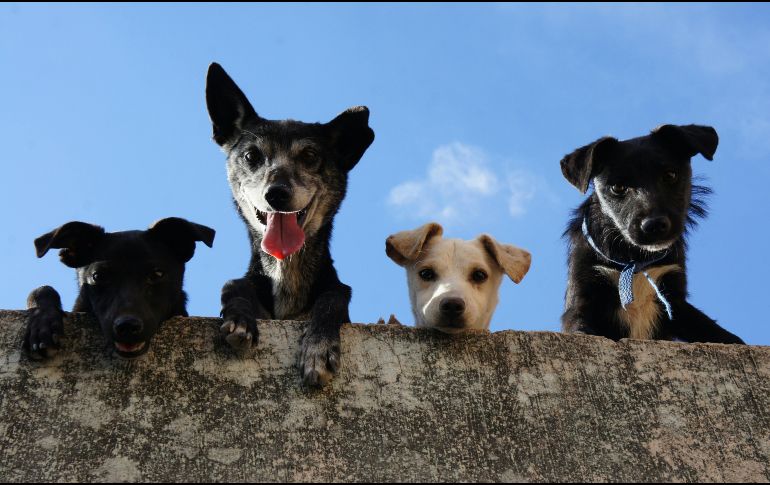Tener muchas mascotas puede ser reflejo de un gran corazón, pero también podría ser una señal de alerta. PEXELS