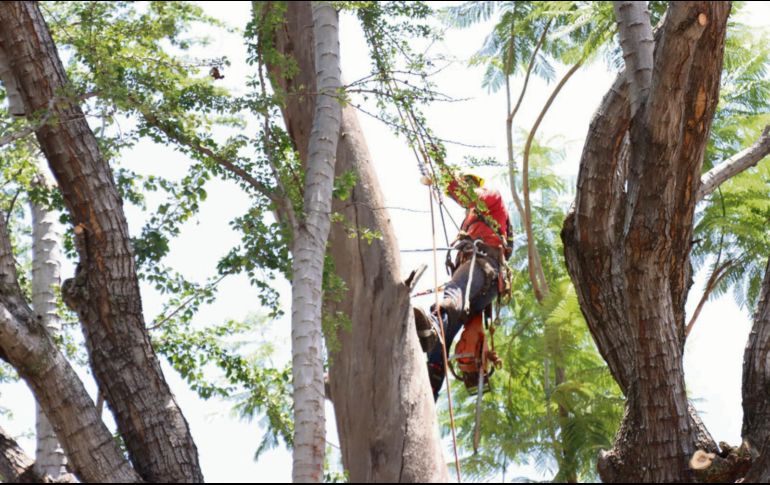 Trabajadores de Parques y Jardines retiran árboles secos y riesgosos para prevenir accidentes durante el temporal en Guadalajara. ESPECIAL