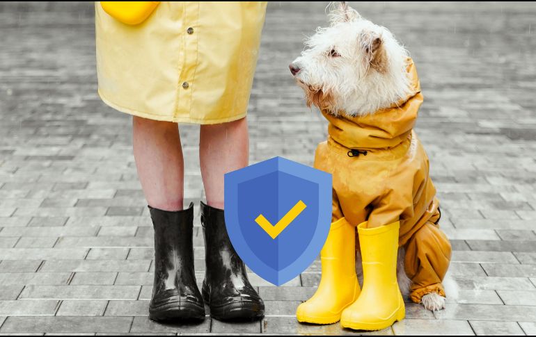 Para darle los cuidados adecuados, Chat GPT nos da algunos consejos prácticos. ESPECIAL / CANVA