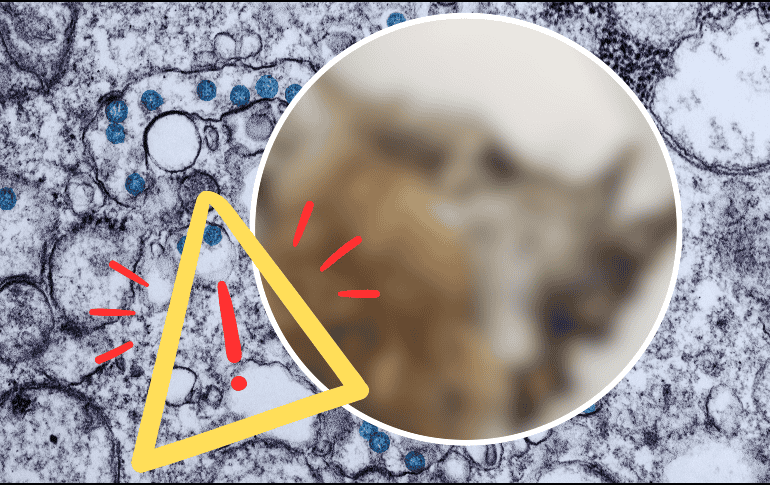 La enfermedad puede ser grave para los conejos afectados. Los tumores pueden crecer a un nivel que impidan que coman, vean o incluso respiren bien, lo que puede llevarlos a la muerte. AP / ARCHIVO