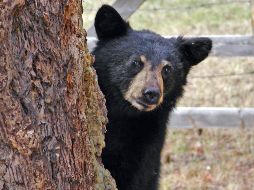 Con la apertura prevista para diciembre, el desarrollo de la temporada será observado por comunidades locales, cazadores, ambientalistas y medios nacionales.  CANVA