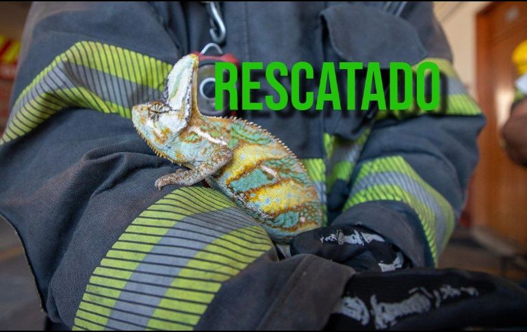 Elementos de Protección Civil y Bomberos de Guadalajara  lograron el rescate de un camaleón sin dueño en la vía pública. ESPECOAÑ / FACEBOOK Protección Civil y Bomberos GDL