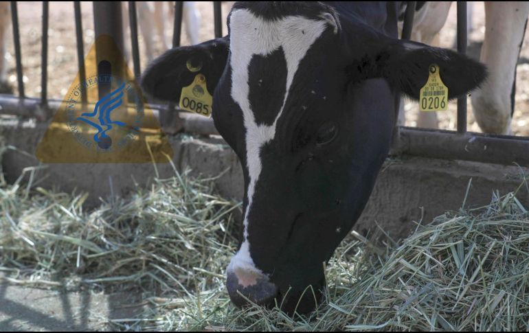 La plaga ha provocado tres cierres de importación de ganado mexicano en apenas ocho meses. EFE / ARCHIVO