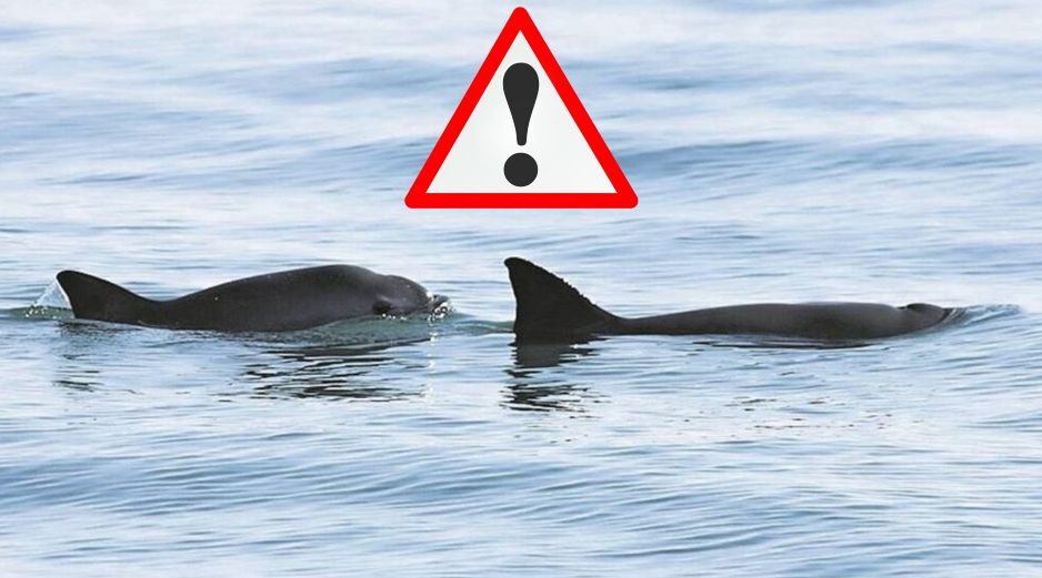 Desde 2018, cuando existían al menos 19 vaquitas marinas, el número de las especies disminuyó a seis en 2022. SUN / ARCHIVO