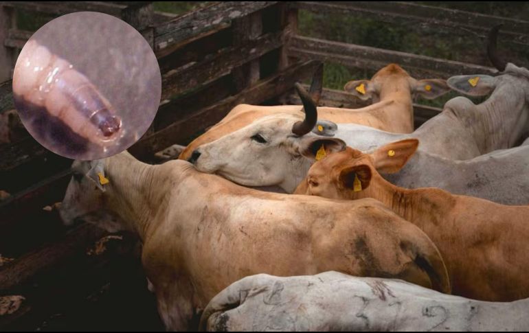 Durante la fase larvaria del GBG, los gusanos, que tienen ganchos bucales y espinas en el cuerpo con forma de tornillo o barreno. SUN / ESPECIAL