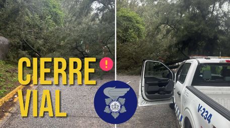 Los tres carriles de sur a norte de avenida Patria se encuentran cerrados por la caída de un árbol. ESPECIAL / FACEBOOK Policía Vial Jalisco