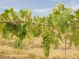 Paisaje de la Meseta del Cielo, donde se pueden disfrutar de vinos nayaritas. CORTESÍA