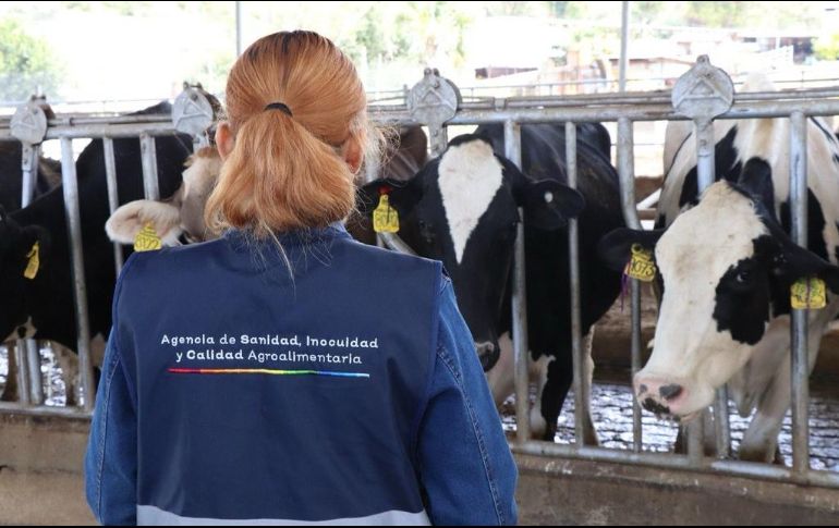 Sader Jalisco exhortó a la población evitar la manipulación de animales sospechosos de rabia. CORTESÍA