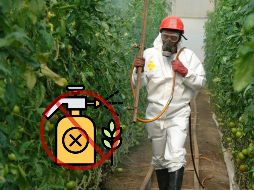 México anunció la prohibición por decreto de 35 moléculas de plaguicidas. ESPECIAL / GOBIERNO DE MÉXICO