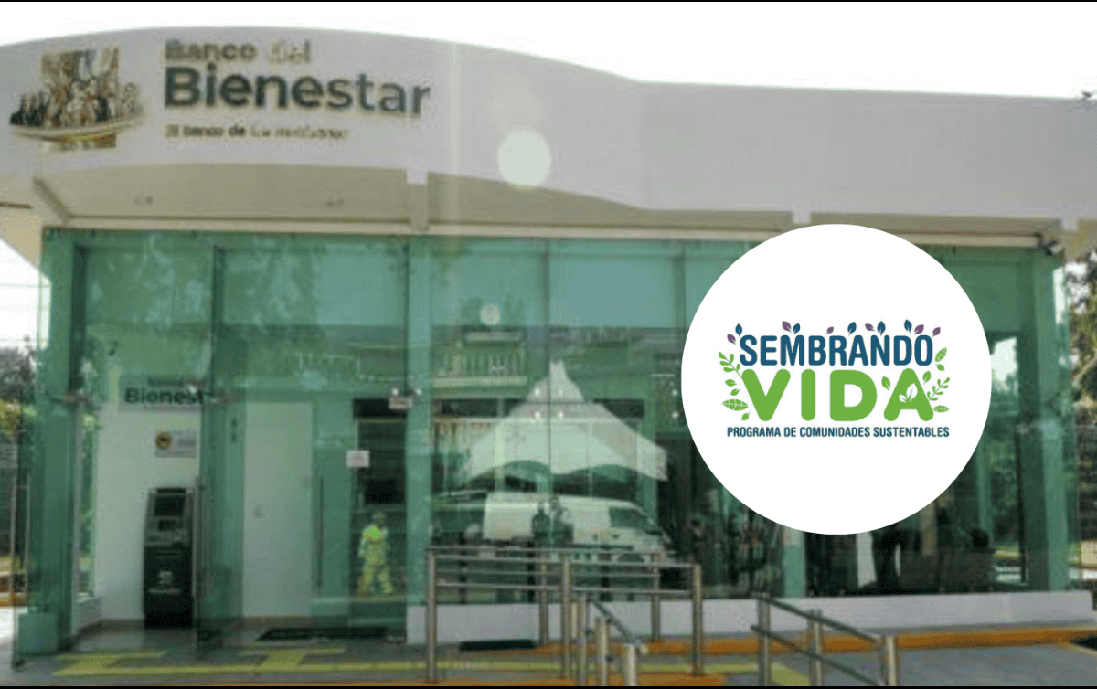 Además de mejorar la producción, estos sistemas disminuyen el riesgo económico al reducir la dependencia de un solo cultivo, promueven la recuperación de suelos y fomentan la sostenibilidad alimentaria. CANVA / SECRETARÍA DEL BIENESTAR