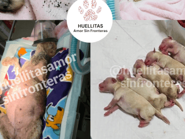 "Cereza" tuvo 5 pequeños cachorros, quienes fueron reunidos con su mamá luego de someter a la perrita a un lavado de heridas, para prevenir infección en las lesiones. ESPECIAL/ X/ @HASF_AnaSDiaz