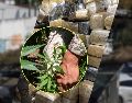 Además de la marihuana, se detuvieron a 4 hombres que conformaban una célula delictiva. EL INFORMADOR / NTX / AFP / ARCHIVO
