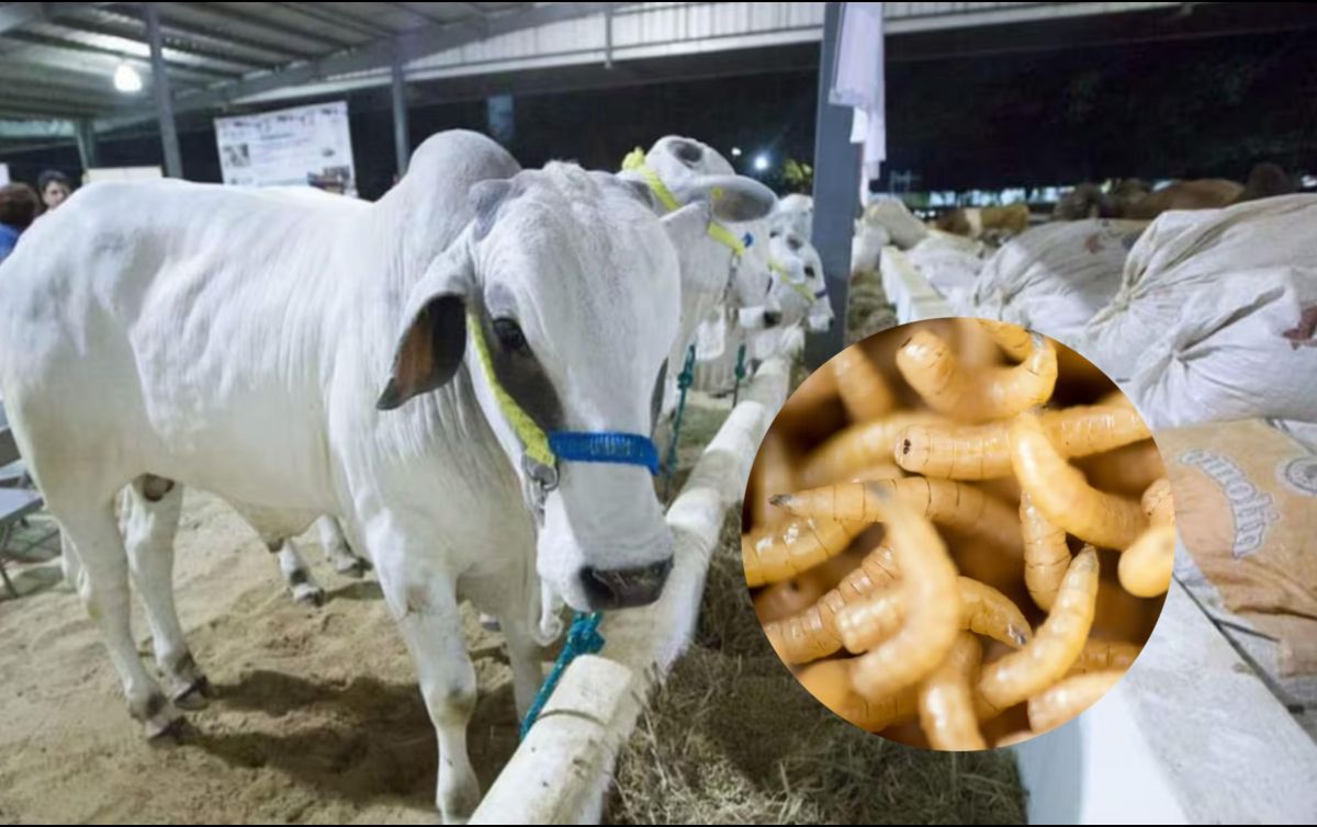 La Asociación Nacional de Ganaderos (NCBA, por sus siglas en inglés) de EU pidió al Departamento de Agricultura que haga 