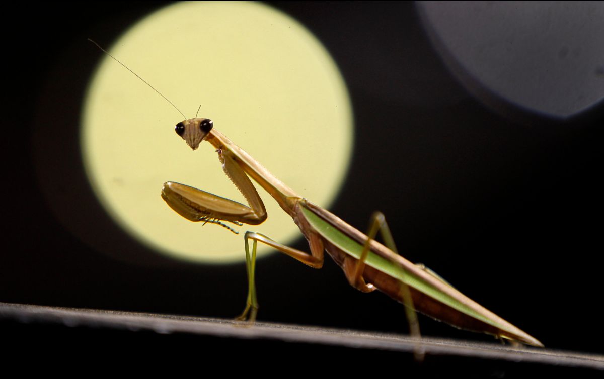 Esto podría significar el ver a una mantis religiosa en tu casa o jardín. AP / ARCHIVO