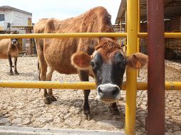 México es uno de los principales proveedores de ganado bovino en pie hacia Estados Unidos, con exportaciones que superan el millón de cabezas al año. EL INFORMADOR / ARCHIVO