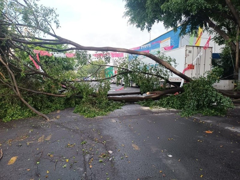  Árbol caído en la colonia Moderna. ESPECIAL/Policía Vial Jalisco