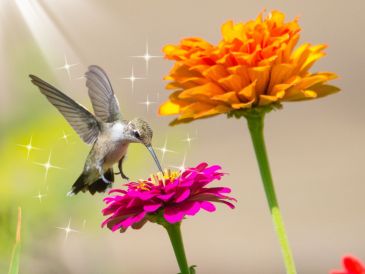 Convertir tu espacio en un refugio para colibríes y mariposas no solo embellece tu entorno, también contribuye a la conservación de estos polinizadores, fundamentales para el equilibrio de los ecosistemas. CANVA