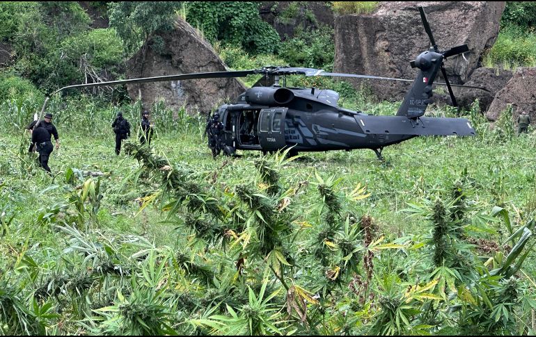 En total, se contabilizaron cerca de 35 mil 200 plantas de supuesta marihuana, con una altura de cerca de 1.8 metros. CORTESÍA/SSE