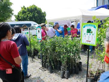 Los árboles se entregarán en actividades coordinadas por Cuidamos Guadalajara, en espacios públicos de gran afluencia como tianguis, mercados, plazas y áreas recreativas. EL INFORMADOR/Archivo