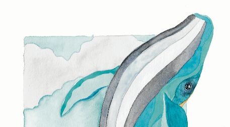 Cuerpos debilitado, falta de reservas nutricionales y menor descendencia generan inquietud por las ballenas entre especialistas. CORTESÍA/Irma Arce