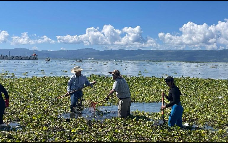 Las toneladas de lirio retiradas fueron llevadas a un predio de la Hacienda La Labor, donde será procesado como composta. ESPECIAL
