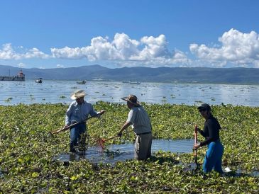 Las toneladas retiradas de lirio fueron llevadas a un predio de la Hacienda La Labor, donde será procesado como composta. ESPECIAL