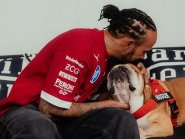 Roscoe, considerado el perro más famoso y carismático del paddock de la Fórmula 1, había sido diagnosticado con neumonía y se encontraba delicado desde hacía tres días. INSTAGRAM / lewishamilton