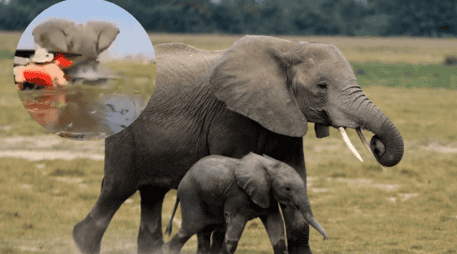 Se viraliza video en el que un elefante ataca a turistas en un safari. EFE / ARCHIVO / ESPECIAL / X  / @elmundoes