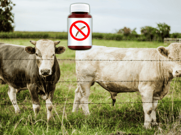 La FDA pidió a productores y veterinarios usar el antiparasitario solo cuando sea médicamente necesario, siguiendo la etiqueta y como parte de un plan integral de control para evitar resistencia y preservar su eficacia. EL INFORMADOR / ARCHIVO